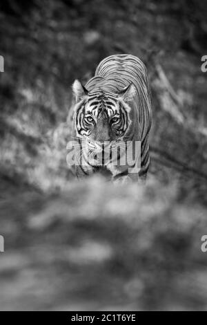 Wild Erwachsene weibliche Tiger Kopf auf Augenhöhe in schwarz und weiß im ranthambore Nationalpark oder Tiger Reserve sawai madhopur rajasthan indien Stockfoto