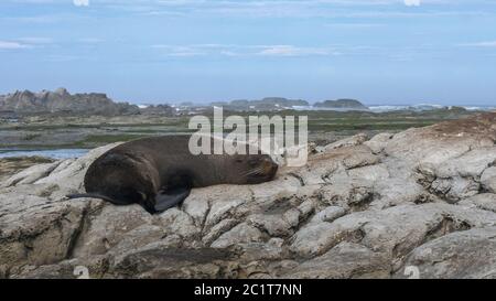 Nahaufnahme einer schlafenden neuseeländischen Fellrobbe in kaikoura Stockfoto