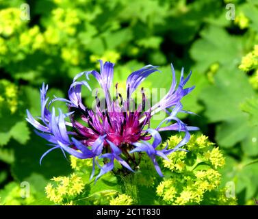 Einzelne Kornblume vor verschwommenem grünen Hintergrund Stockfoto