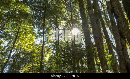 Die Sonne scheint durch das Vordach der gemäßigten Regenwald-Buchen Stockfoto