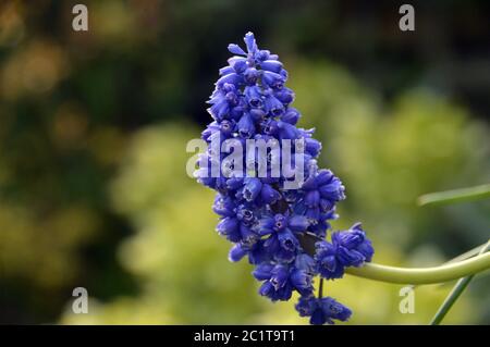 Single Doppelblühiger Muscari (Blauer Spike) Traubenhyazinth Blütenkopf in einer englischen Grenze gewachsen. Stockfoto