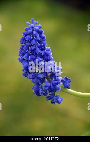 Single Doppelblühiger Muscari (Blauer Spike) Traubenhyazinth Blütenkopf in einer englischen Grenze gewachsen. Stockfoto