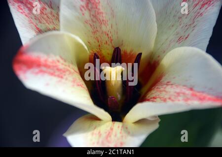 Rot-weiße Tulpen "Zar Peter' in eine englische Grenze gewachsen. Stockfoto