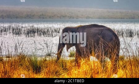 Männlicher indischer Elefant (Elephas maximus indicus) mit Ramganga Reservoir im Hintergrund - Jim Corbett National Park, Indien Stockfoto