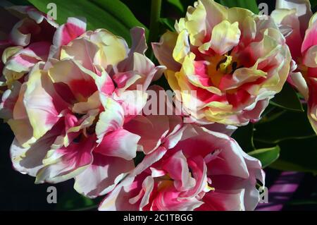 Pink & White (Tulipa 'Wirosa') eine doppelt späte Pfingstrose-blühende Tulpe, die in einer englischen Grenze wächst. Stockfoto