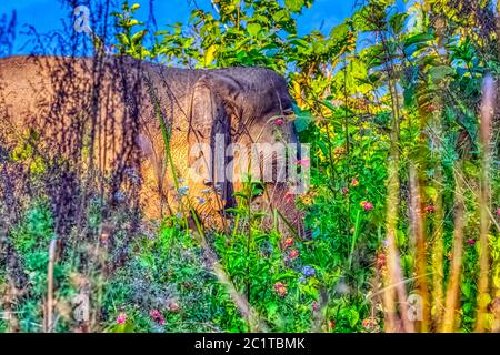 Indischer Elefant (Elephas maximus indicus) versteckt im Busch - Jim Corbett National Park, Indien Stockfoto