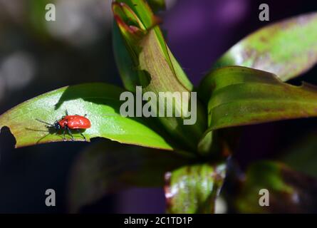 Scharlach-Lilienkäfer 'Lilioceris lilii' (roter Lilienkäfer/Lilienblattkäfer) auf einer Lilie im Sonnenschein in einer englischen Gartengrenze. Stockfoto