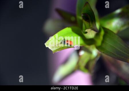 Scharlach-Lilienkäfer 'Lilioceris lilii' (roter Lilienkäfer/Lilienblattkäfer) auf einer Lilie im Sonnenschein in einer englischen Gartengrenze. Stockfoto