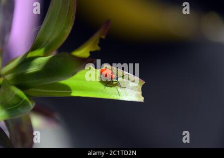 Scharlach-Lilienkäfer 'Lilioceris lilii' (roter Lilienkäfer/Lilienblattkäfer) auf einer Lilie im Sonnenschein in einer englischen Gartengrenze. Stockfoto