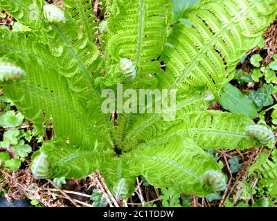 Auf-rollender Farn im Frühjahr Stockfoto