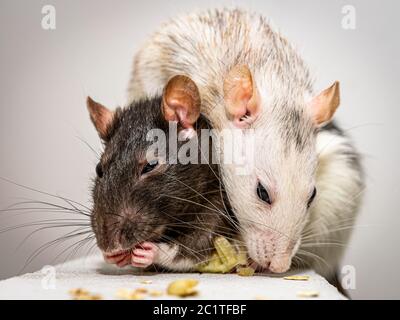 Zwei niedliche Tierratten auf einem Gasbeton-Block - eine sichert ihr Futter und die andere versucht, es zu ergriff. Stockfoto