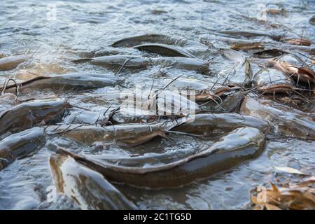 Gruppe von Afrikanischen Zackenwelsen (Clarias gariepinus) Stockfoto