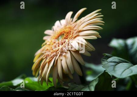 Gelbe Gerbera Daisy auf natürlichen, grünen Hintergrund Stockfoto