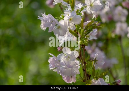 Japanische blühende Kirsche (Prunus serrulata) Stockfoto