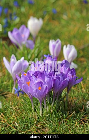 Krokusse auf der March Meadow Stockfoto