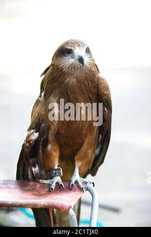 Nahaufnahme eines Adlers in einem Park. Greifvogel für ein Foto auf der Hand des Besuchers. Vertikales Foto Stockfoto