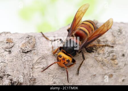 In der Nähe von Giant Hornet auf einem Baum Oberfläche im Studio shot Stockfoto