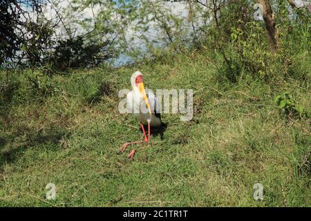 Im Gras sitzender Storch mit Gelbschnabel Stockfoto