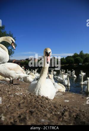 Schwäne auf dem Fluss Severn in Worcester Swan Heiligtum. Stockfoto