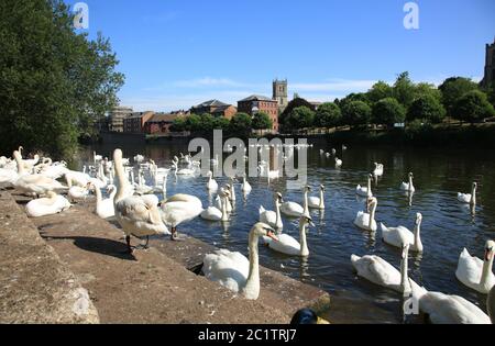 Schwäne auf dem Fluss Severn in Worcester Swan Heiligtum. Stockfoto