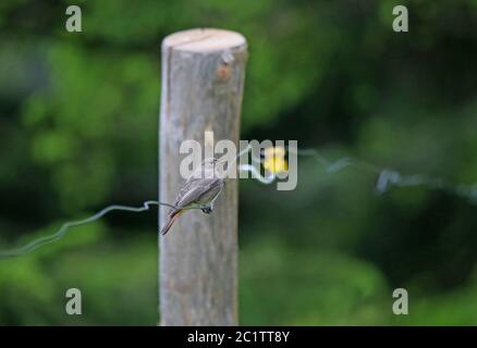 Haus redtail Phoenicurus ochruros auf Draht aus dem Weidezaun Stockfoto