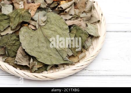 Hosta undulata 'cordata Blätter, getrocknet dokudami auf weißem Hintergrund Stockfoto