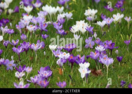 Crocus Meadow im Stadtpark Stockfoto