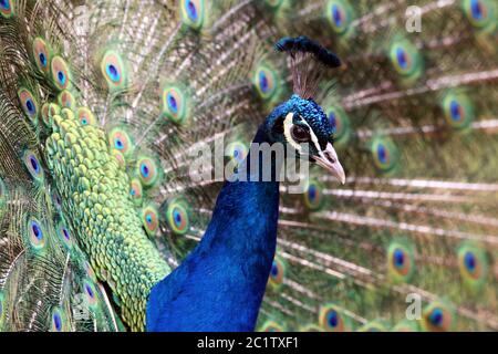 Blauer Pfau Pavo cristatus mit Schmuckfedern Stockfoto