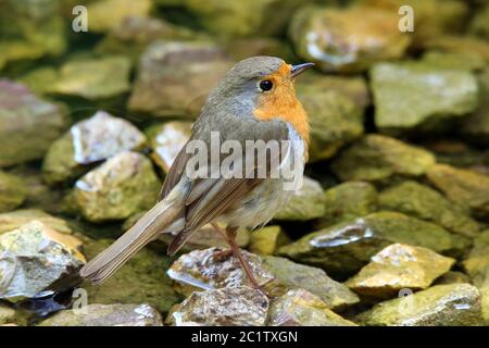 Redthroat Erithacus rubecula an seinem Badeplatz Stockfoto