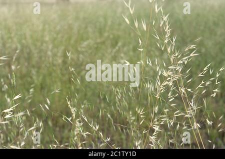 Avena sativa für Hintergründe und Bildung Stockfoto