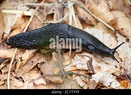 Arionater mit schwarzer Schnecke Stockfoto