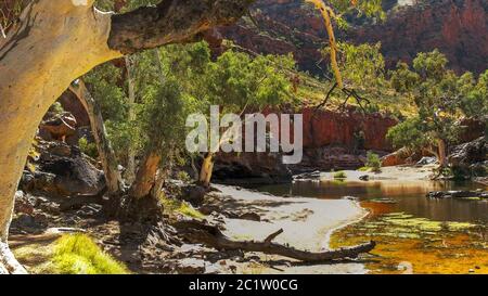 Ein ghost Gum am Wasserloch an lurline Schlucht in den west macdonnell Ranges Stockfoto