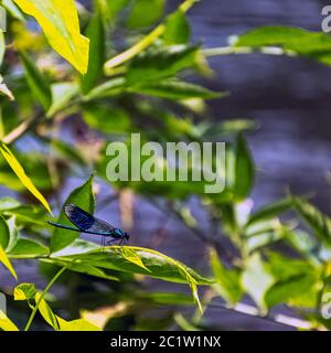 Gebänderte Demoiselle-Libelle (Calopteryx splendens) - Männchen im britischen Park Stockfoto