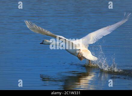 Stummer Schwan, von einem Teich aus Stockfoto