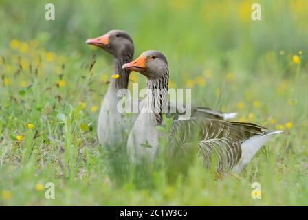 Graugans - Anser anser, großer Wasservogel aus europäischen Seen und Flüssen, Flachsee, Schweiz. Stockfoto