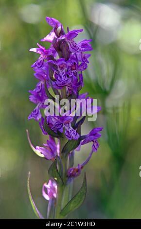 Breitblättrige Jungenkrautkraut Dactylorhiza majalis Stockfoto