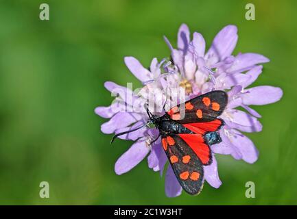 Bluttropfen oder sechsfleckige rote WidderZygaena filipendulae aus dem Haselschacher Buck im Kaiserstuhl Stockfoto