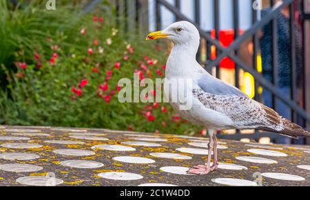 Junge europäische Heringsmöwe (Larus argentatus) - Saint-Malo, Bretagne, Frankreich Stockfoto