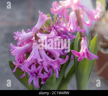 Hyazinthen (Hyacinthus), rosa Blüten Stockfoto