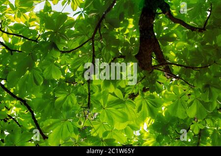 Die Sonne strahlt durch das Dach der Kastanie. Stockfoto