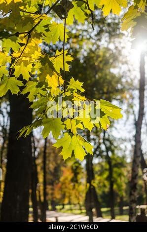 Herbst Ahornbaum Stockfoto