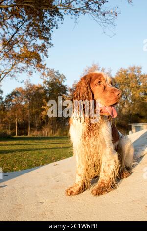 Porträt eines englischen Cockerspaniels Stockfoto