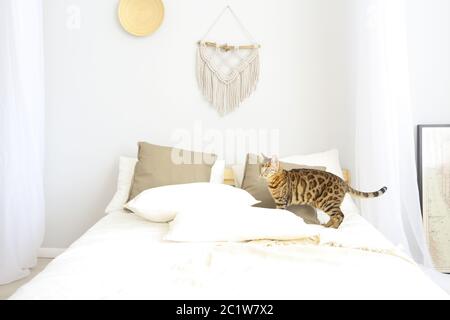 Bengalkatze mit grünen Augen im Schlafzimmer Stockfoto