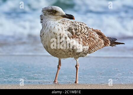 Möwe am Ufer Stockfoto