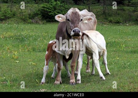 Eine Mutterkuh lässt ihre beiden Kälber am Euter trinken. Milch von der Mutter trinken. Braunes Vieh auf der Weide Stockfoto