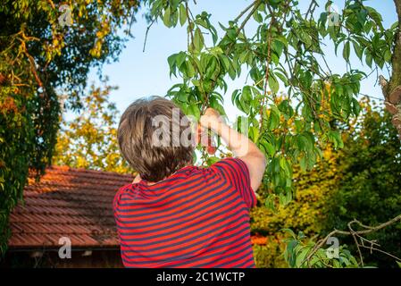 Frau, die reife Pfirsiche von einem Baum pflückt Stockfoto