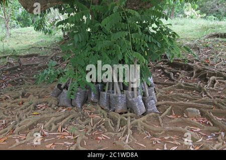 Banyan Baum Sämlinge zum Verkauf, banyan Tree Forest, Andoany/Hell-Ville City, Nosy Be, Madagaskar. Stockfoto