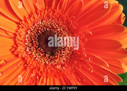 Orange Gerbera Blume Stockfoto