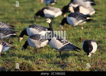 BARNACLE GANS (Branta leucopsis) Herde Fütterung im Feld, Schottland, Großbritannien. Stockfoto