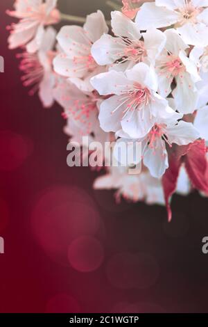 Blütenbaum über Natur Hintergrund. Federhintergrund. Stockfoto